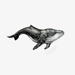 手绘一只黑色座头鲸生物百科插画素材