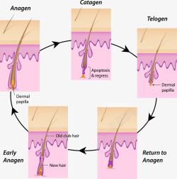 毛发与毛囊痘痘发展过程高清图片