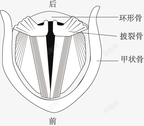 声带发声示意图png免抠素材_88icon https://88icon.com 发声 声带 生物教学 示意图 细胞结构