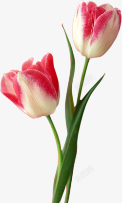 春季粉白色郁金香花朵素材