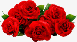 绿叶红色新鲜玫瑰花束素材