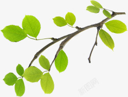 春季绿色树叶树枝素材