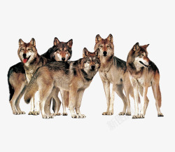 重叠的动物一群狼动物高清图片