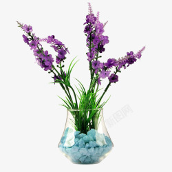 紫色小花心形一盆薰衣草高清图片