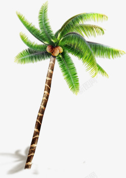 高大椰子树实物素材