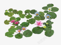 矩形组合植物水生植物高清图片