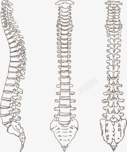 三面嵴柱手绘3根脊柱骨骼高清图片