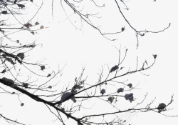雪枝装饰用干树枝高清图片