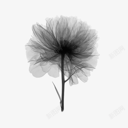 黑色花朵装饰png免抠素材_88icon https://88icon.com 水墨花朵 纱质花朵 花朵免扣元素 花朵透明PNG 黑纱