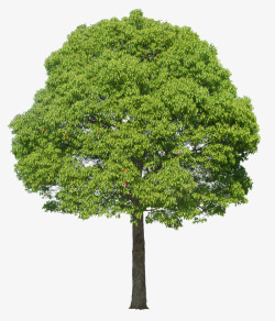立面树圆形绿树素材