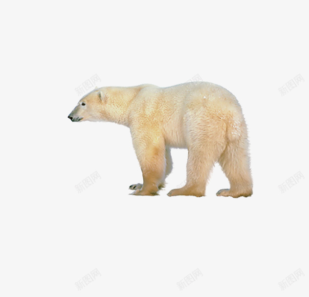 北极熊背面png免抠素材_88icon https://88icon.com 动物 北极熊 活物 生物