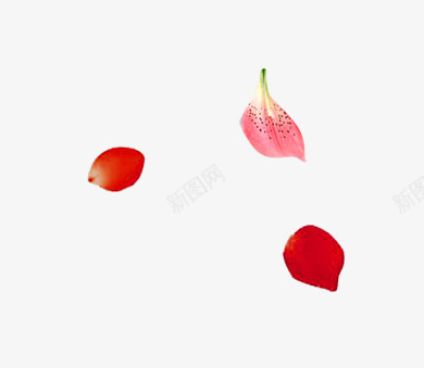 情人节七夕节三八节妇女节花瓣png免抠素材_88icon https://88icon.com 婚纱照花瓣 新图网 玫瑰花花瓣 粉红素材 飘落装饰 鲜花