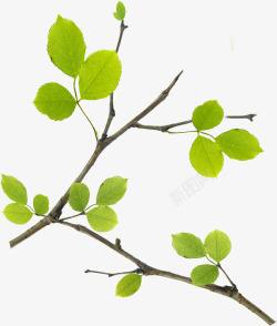 春季清新绿叶树枝装饰植物素材