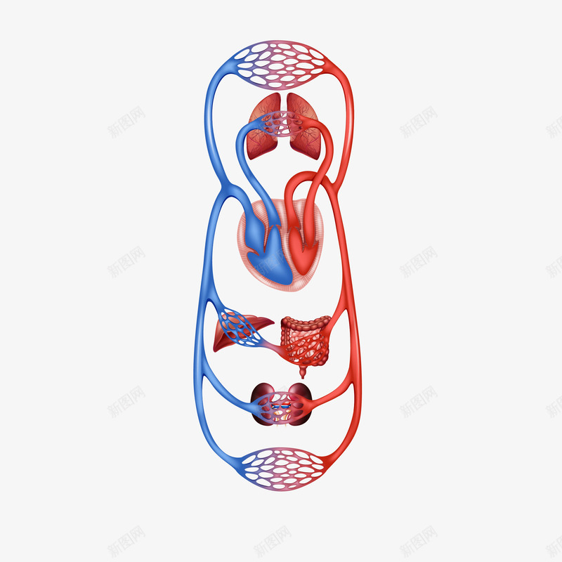 人体器官血管png免抠素材_88icon https://88icon.com 人体 人体器官 医疗 器官 精致 血管 血管介入 血管矢量图