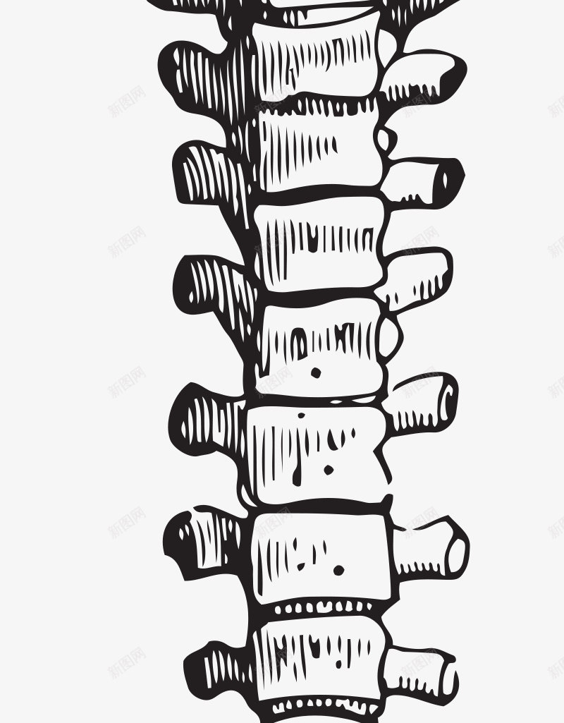 手绘骨骼png免抠素材_88icon https://88icon.com PNG图形 PNG装饰 灰色 脊柱 装饰 骨骼