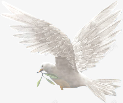 白色和平鸽橄榄枝飞翔png免抠素材_88icon https://88icon.com 和平鸽 橄榄枝 白色 飞翔