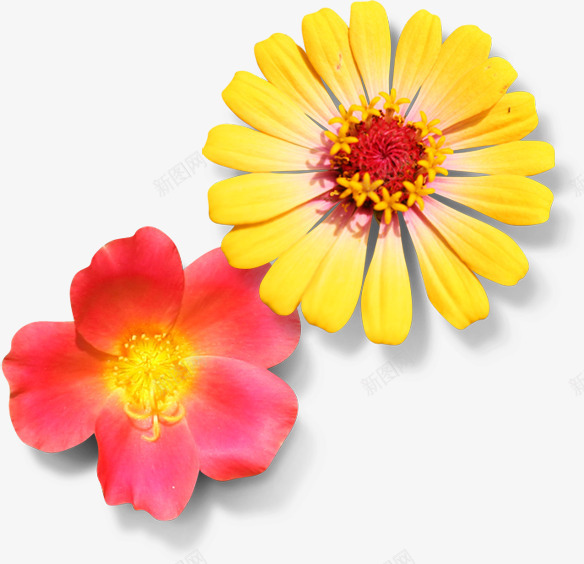 黄粉色春季清新小花png免抠素材_88icon https://88icon.com 春季 清新 粉色
