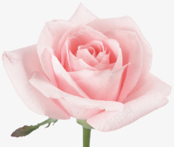 玫瑰花背景海报抽象花朵卡通鲜花粉色玫瑰高清图片