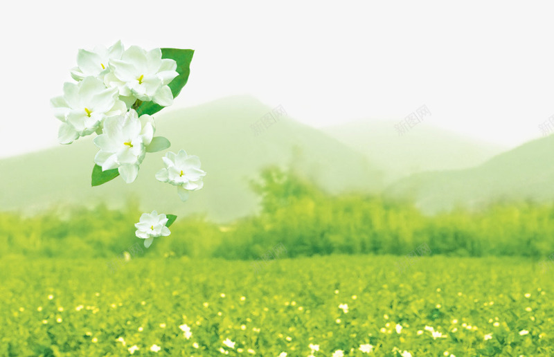 茉莉花茶清新背景png免抠素材_88icon https://88icon.com 手绘茉莉 清新 绿叶 花卉 花朵 花束 花田 花茶 茉莉花
