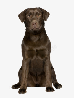 小黑狗实物宠物狗拉布拉多高清图片