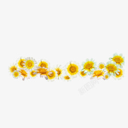 重阳节黄色菊花朵装饰背景免素材