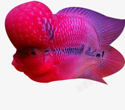 珍珠罗汉鱼孤独的罗汉鱼高清图片