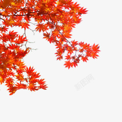 秋季背景素材红色枫叶高清图片