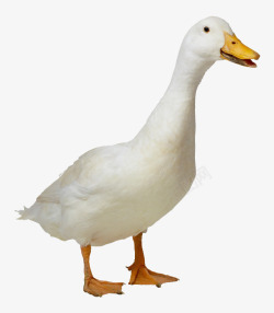 水鸭子白色鸭子高清图片