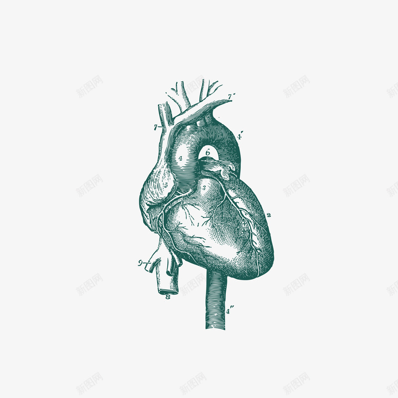 精致手绘心脏血管png免抠素材_88icon https://88icon.com 医学 医疗 器官 心脏 手绘 精致 素描 脏器 血管 血管矢量图