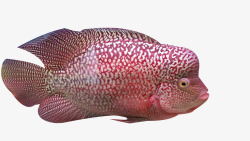 罗汉鱼红斑点罗汉鱼高清图片