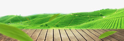 蓝天绿叶木板绿色大自然木板banner高清图片