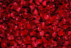 双十二红色玫瑰家纺海报素材
