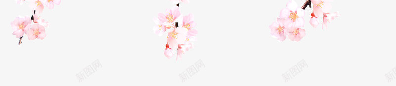 樱花png免抠素材_88icon https://88icon.com 和风 和风花纹 日本 日系 樱花 粉色