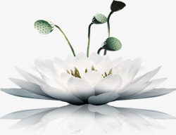 白莲花水墨风格白色的白莲花高清图片