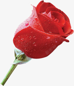 带露珠的草莓带露珠鲜艳红色玫瑰花高清图片