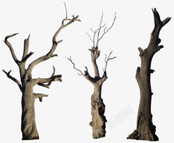 枯树干植物大树快要死去的树素材