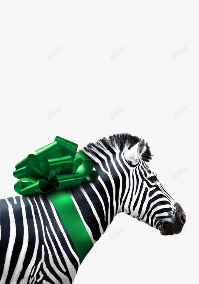带着绿色绸子的斑马png免抠素材_88icon https://88icon.com 可爱 斑马 有特色 栩栩如生 生动 精致 绸子 绿色