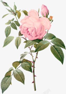 粉红手绘玫瑰花素材