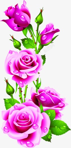 水珠玫粉玫瑰花花瓣素材