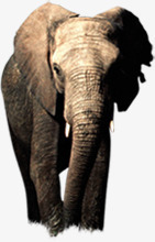 大象主题阶梯红地毯地产素材