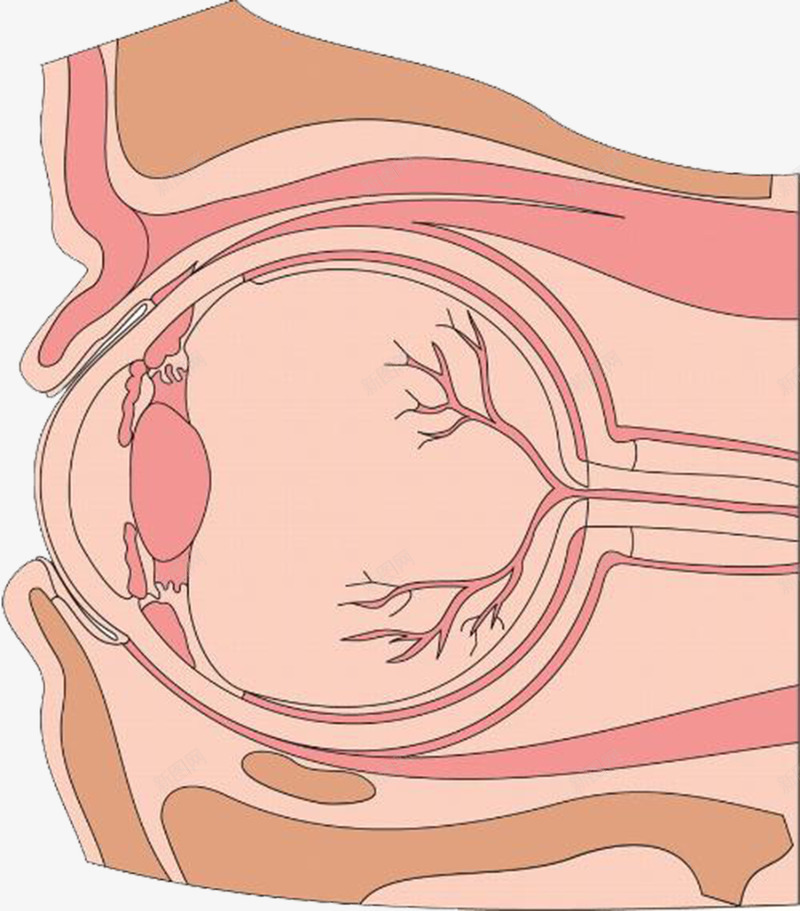 手绘卡通眼球剖面图png免抠素材_88icon https://88icon.com 五脏六腑 内分泌系统 医学研究 器官捐献 器官移植 器官结构 生物学