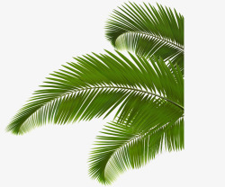 椰树枝绿色植物椰树叶高清图片