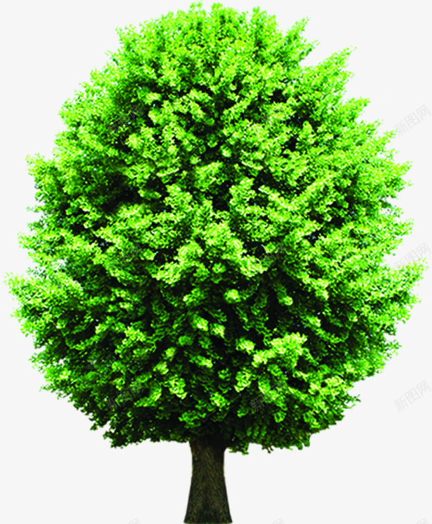 清新春季手绘树叶大树png免抠素材_88icon https://88icon.com 大树 春季 树叶 清新