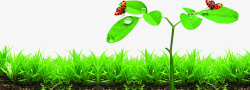 创意合成效果绿色草地植物素材