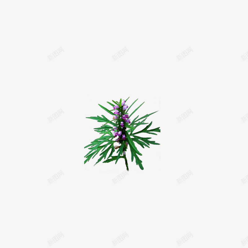 绿色益母草png免抠素材_88icon https://88icon.com PNG图形 植物 益母草 绿叶 装饰