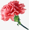 粉色唯美淡雅花朵植物装饰png免抠素材_88icon https://88icon.com 植物 淡雅 粉色 花朵 装饰