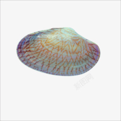 白贝贝壳高清图片