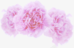 粉色淡雅唯美花朵装饰母亲节素材