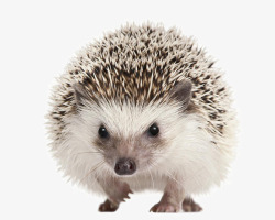 可爱的刺猬素材