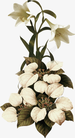 版画彩色手绘植物绿叶植物白花素材